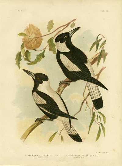 White-Backed Crow-Shrike, 1891 by Gracius Broinowski