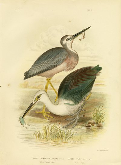 White-Faced Heron by Gracius Broinowski