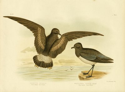 Yellow-Webbed Storm Petrel, 1891 by Gracius Broinowski