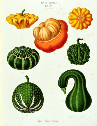 Marrows: from the Album Benary, Tab. XV by Guillaume Severeyns