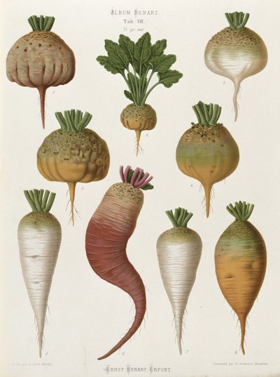 Turnips, from the Album Benary, Tab. XIII by Guillaume Severeyns