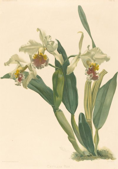 Cattleya Rex by Gustav Leutzsch after Henry George Moon