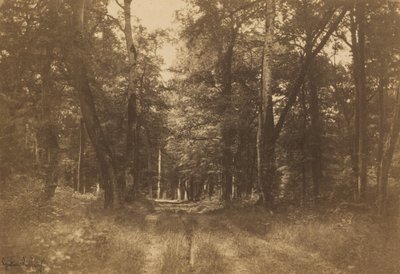 Bas-Bréau, Forest of Fontainebleau, 1849-1852 by Gustave Le Gray