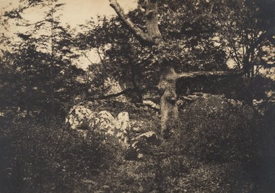 Oak in the Rocks at Fontainebleau by Gustave Le Gray