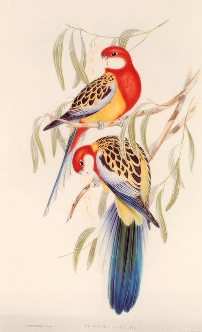 Parakeet / Color Lithograph by J. Gould by H.C. Richter