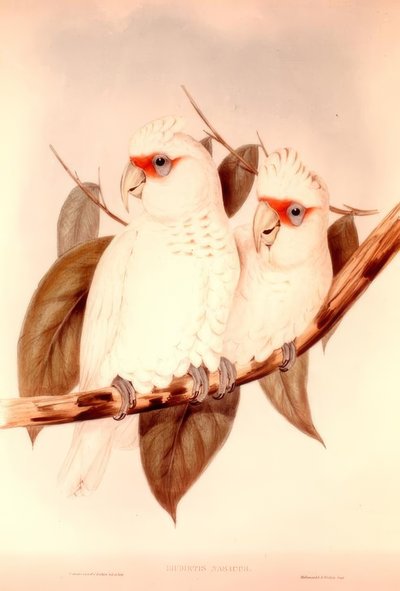 LICMETIS NASICUS by H.C. Richter