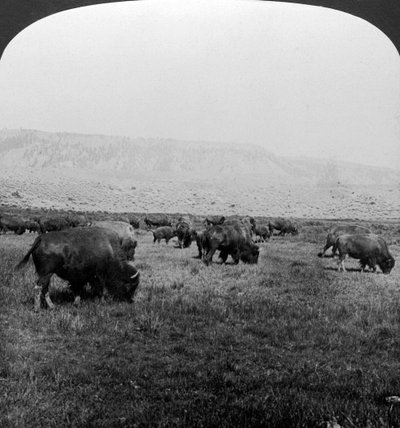 Buffalo, Yellowstone National Park, USA by H. C. White