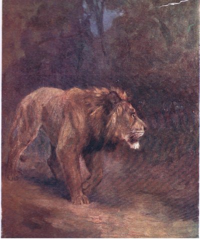 A Lion in the African Forest by H. Dixon