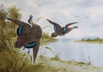 Pacific Black Ducks by H. H. Calvert