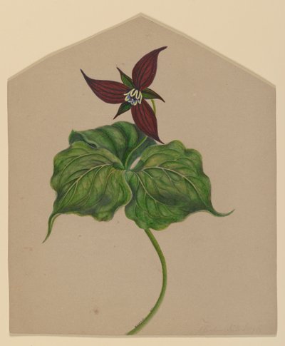Burgundy Red Flower by H. Lynde