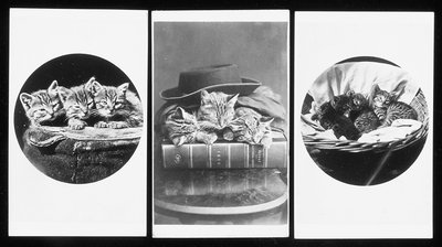 The Brighton Cats, Cartes-de-Visite, 1860s by H. Pointer