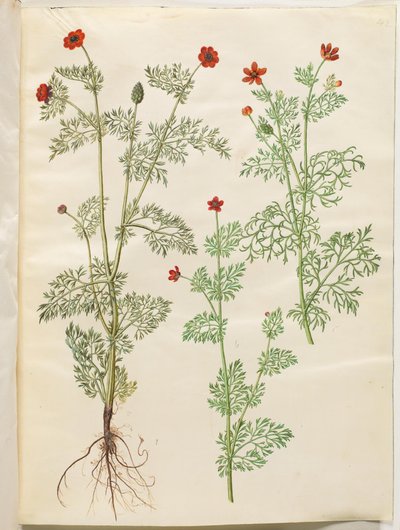 Adonis annua (Pheasant
