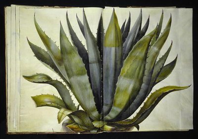 Agave Americana (Common Agave) by Hans Simon Holtzbecker
