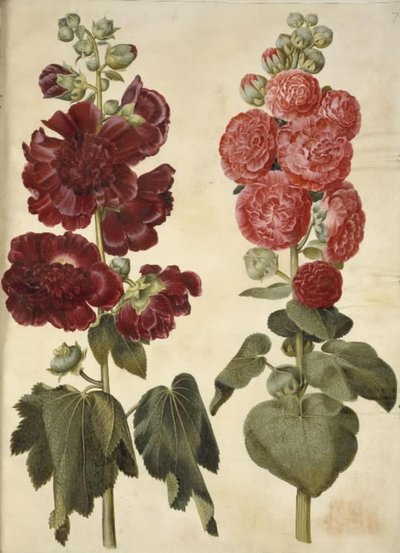 Alcea Rosea (Garden Hollyhock) by Hans Simon Holtzbecker