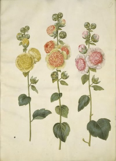 Hollyhock by Hans Simon Holtzbecker