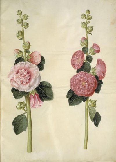 Alcea rosea (Hollyhock) by Hans Simon Holtzbecker