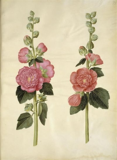 Alcea Rosea (Garden Hollyhock) by Hans Simon Holtzbecker