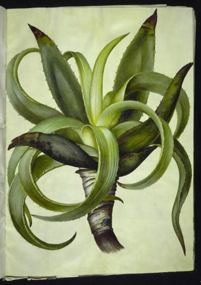 Aloe by Hans Simon Holtzbecker