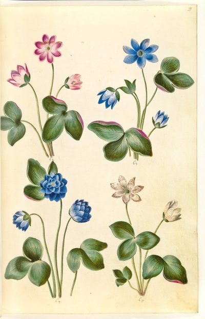 Anemone hepatica (blue anemone) by Hans Simon Holtzbecker