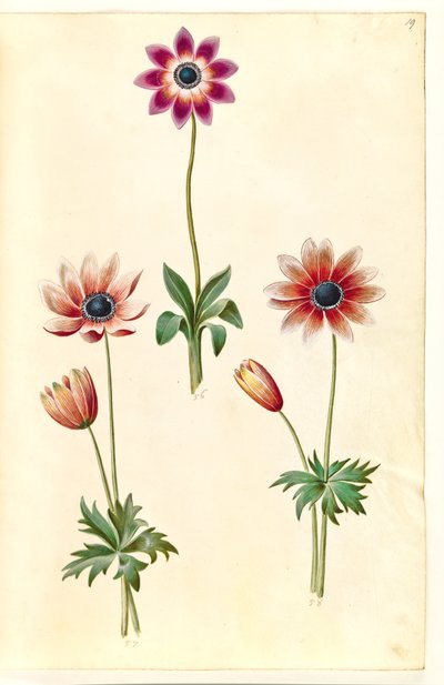 Anemone Pavonina (Peacock Anemone) by Hans Simon Holtzbecker