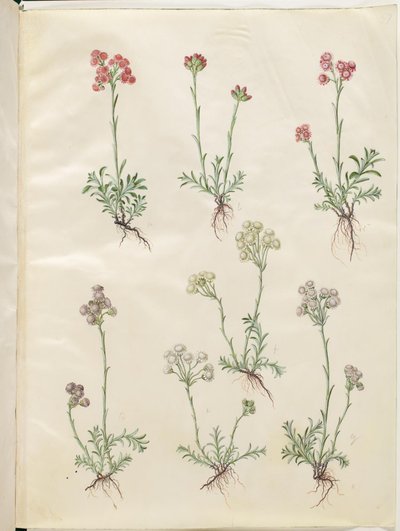 Antennaria dioica (Common Cat