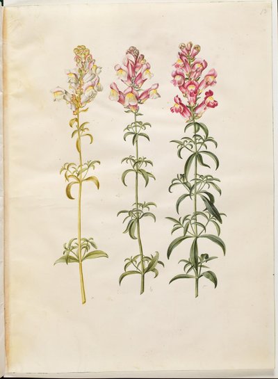 Antirrhinum majus (Garden Snapdragon) by Hans Simon Holtzbecker