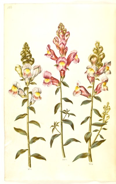 Antirrhinum Majus (Garden Snapdragon) by Hans Simon Holtzbecker