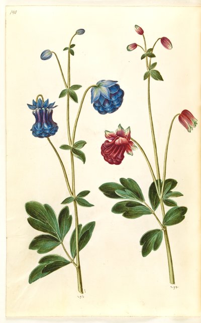 Aquilegia Vulgaris (Common Columbine) by Hans Simon Holtzbecker