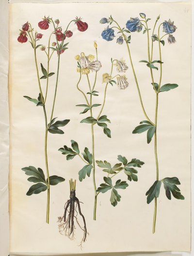 Aquilegia vulgaris (Common Columbine) by Hans Simon Holtzbecker