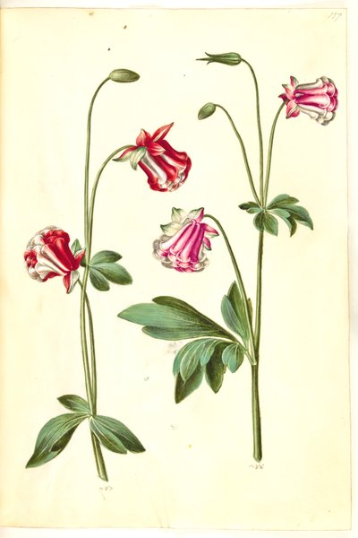 Aquilegia Vulgaris (Common Columbine) by Hans Simon Holtzbecker