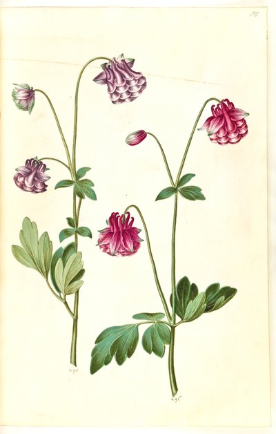Aquilegia vulgaris (Common Columbine) by Hans Simon Holtzbecker