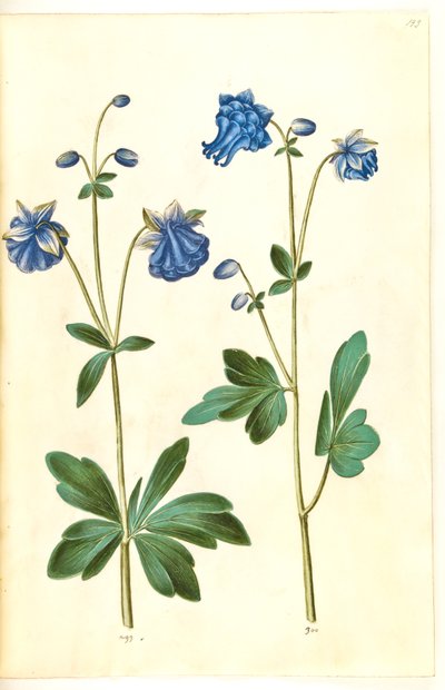 Aquilegia vulgaris (Common Columbine) by Hans Simon Holtzbecker
