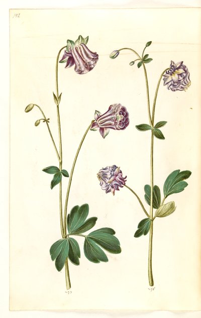 Aquilegia vulgaris (Common Columbine) by Hans Simon Holtzbecker