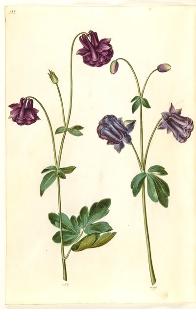 Aquilegia vulgaris (common columbine) by Hans Simon Holtzbecker