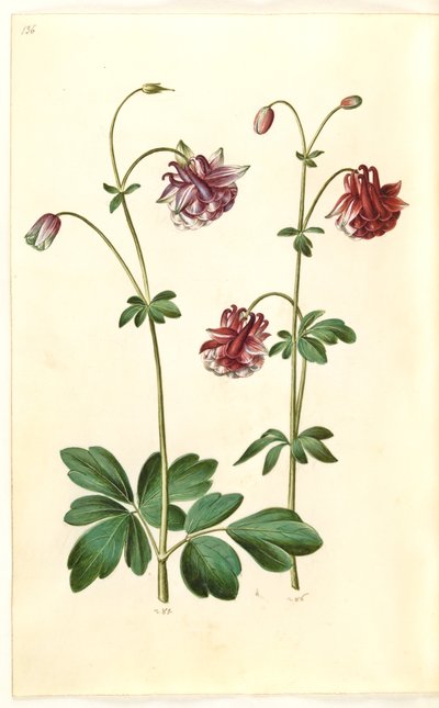 Aquilegia Vulgaris (Common Columbine) by Hans Simon Holtzbecker