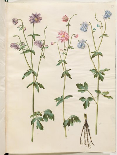 Aquilegia Vulgaris (Common Columbine) by Hans Simon Holtzbecker