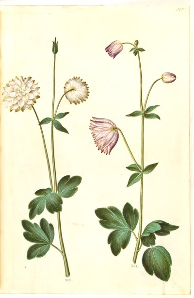 Aquilegia vulgaris (Common Columbine) by Hans Simon Holtzbecker