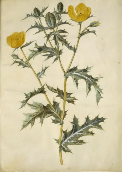 Argemone mexicana (Mexican Prickly Poppy) by Hans Simon Holtzbecker