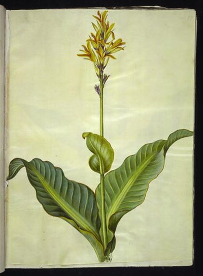 Canna Indica (Edible Canna) by Hans Simon Holtzbecker