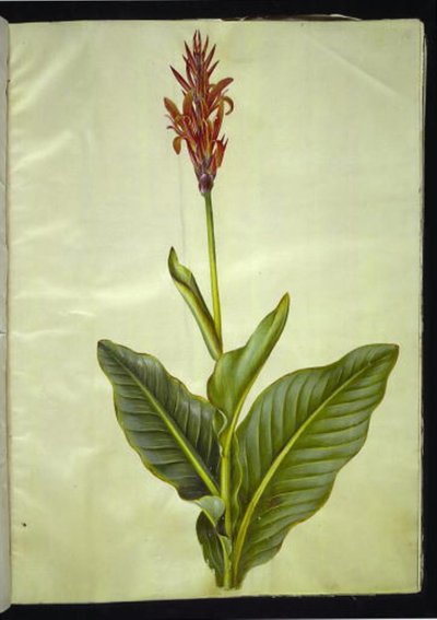 Canna indica (Edible Canna) by Hans Simon Holtzbecker