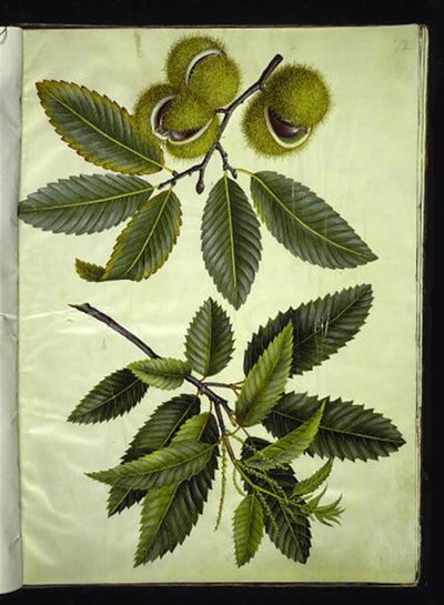 Castanea sativa (Sweet Chestnut) by Hans Simon Holtzbecker