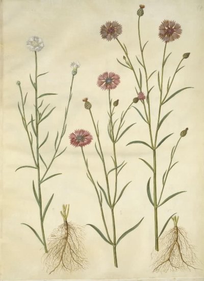Centaurea cyanus (Cornflower) by Hans Simon Holtzbecker