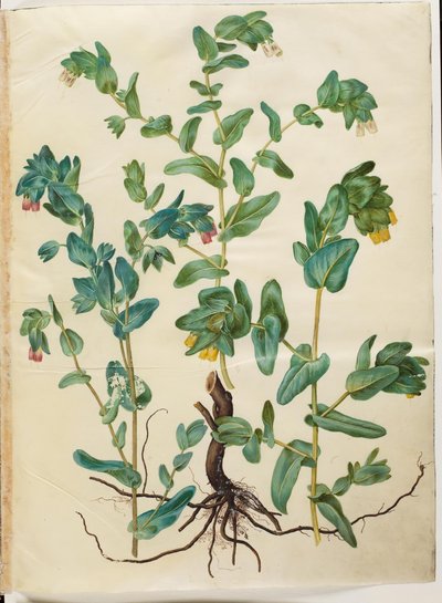 Cerinthe Major by Hans Simon Holtzbecker