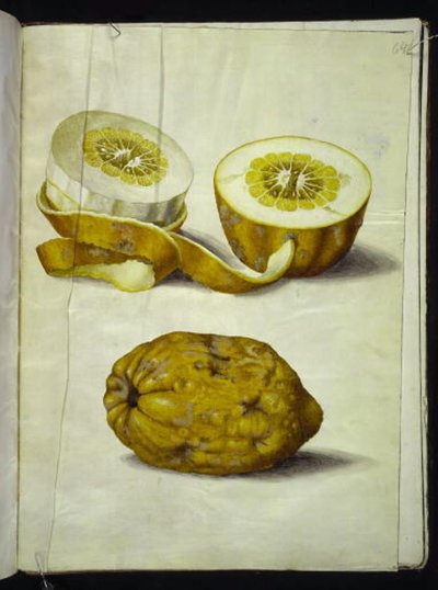 Citrus Medica (Citron) by Hans Simon Holtzbecker