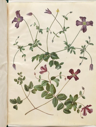 Clematis viticella (Italian Clematis) by Hans Simon Holtzbecker