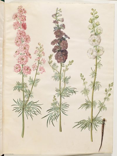 Consolida Ajacis (Rocket Larkspur) by Hans Simon Holtzbecker