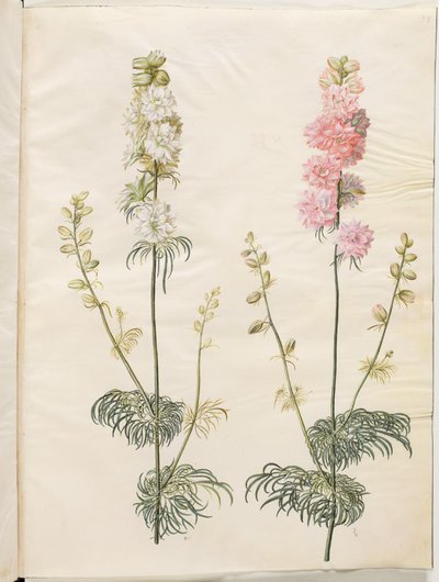 Consolida Ajacis (Garden Larkspur) by Hans Simon Holtzbecker