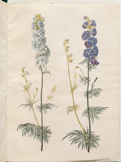 Consolida ajacis (garden larkspur) by Hans Simon Holtzbecker