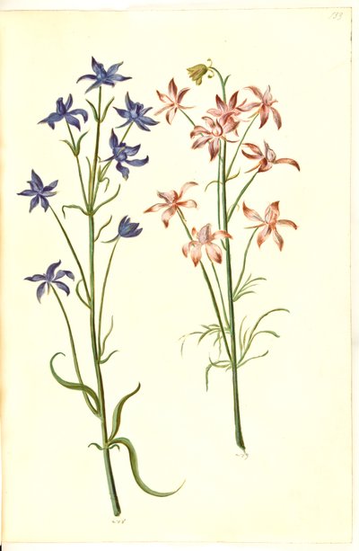 Consolida regalis (Field Larkspur) by Hans Simon Holtzbecker