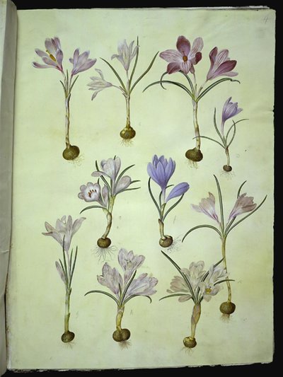 Crocus Vernus (Spring Crocus) by Hans Simon Holtzbecker